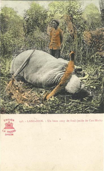 198. - LANG-BIAN. - Un beau coup de fusil (mâle de Con-Minh)

EDITION
[Logo rouge]
LA PAGODE
SA